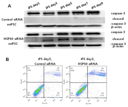 HSP60 knockdown increases apoptosis during somatic cell reprogramming.