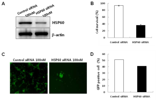 HSP60 knockdown increases apoptosis during somatic cell reprogramming.