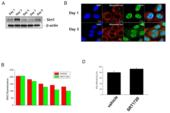 SRT1720 increases somatic cell reprogramming.