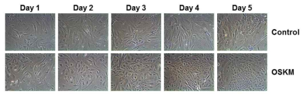 리프로그램 관련 cell cycle regulator 발굴을 위한 초기 리프로그 래밍 과정 분석.