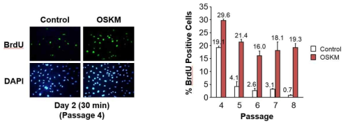 Short term BrdU incorporation assay.