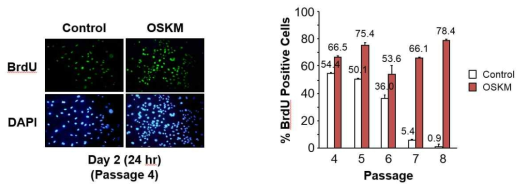 Long term BrdU incorporation assay.