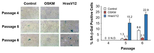 역분화 초기 단계 세포에 대한 senescence associated beta-galactosidase (SA-β -Gal) assay.