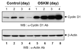 Oct-4, Sox2, Klf-4, c-Myc을 발현시킨 세포에서 의 time dependent한 Cyclin D1 단백질의 발현 증가.