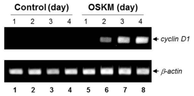 초기 리프로그래밍 과정에서 Cyclin D1 mRNA 양의 변화.