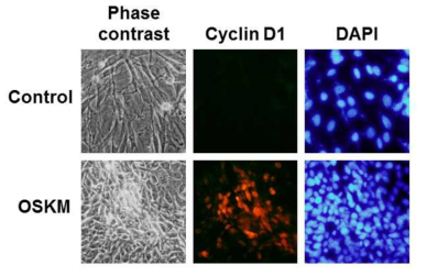 초기 리프로그래밍 단계에서의 Cyclin D1에 대한 immunocytochemical analysis.