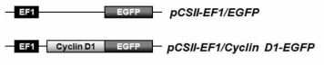 Lentiviral Cyclin D1-EGFP vector에 대한 schematic drawing.