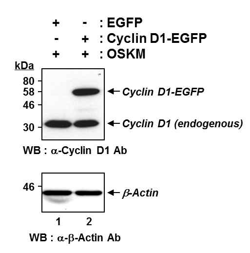 Cyclin D1 발현에 대한 western blot 결과.