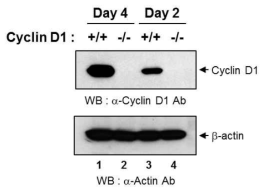 Cyclin D1-/- MEF의 특성 분석.