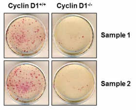 Cyclin D1 knockout이 리프로그래밍에 미치는 영향 규명.