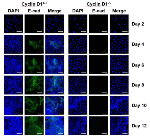리프로그래밍 과정에서 Cyclin D1 knockout이 미치는 영향 조사.