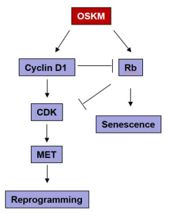 추정되는 Oct-4, Sox2, Klf-4, c-Myc 리프로그래밍 인자에 의한 리프로 그래밍 pathway.