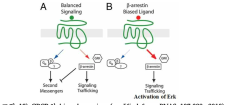 GPCR의 biased agonism (modified from PNAS 107;628, 2010)