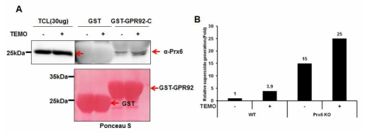 GPR92와 Prx6사이의 결합