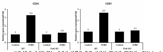 Prx6 KO BM cell에서 거핵구 분화 마커인 CD41과 CD61의 mRNA level