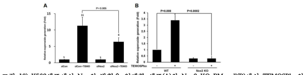K562세포에서 Nox의 발현을 억제한 세포(A)와 Nox2 KO BM cell(B)에서 TEMOSPho의 자극에 의한 활성산소의 생성을 측정
