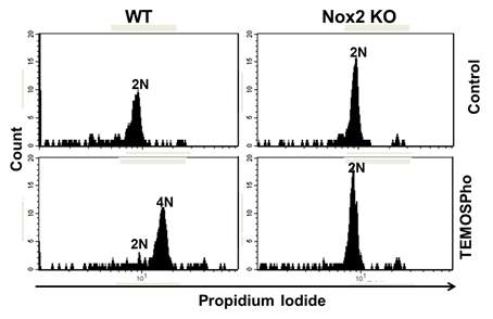 Wild type과 Nox2 KO BM cell에서 TEMOSPho의 자극에 의한 endomitosis의 생성