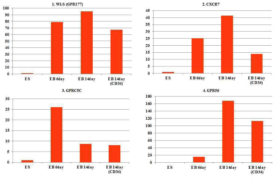 EB 세포로 분화(6일, 14일 분화)하는 과정에서 발현이 증가되는 GPCR 4개의 발현 분석