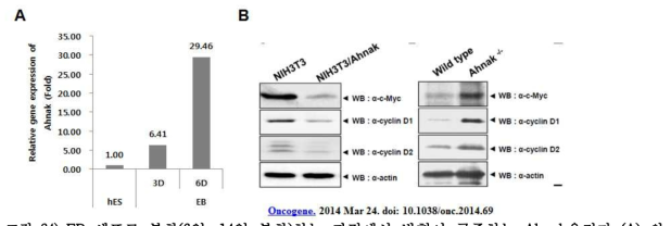 EB 세포로 분화(6일, 14일 분화)하는 과정에서 발현이 급증하는 Ahnak유전자 (A) 와 Ahnak의 발현에 의한 c-Myc의 발현 조절(B)