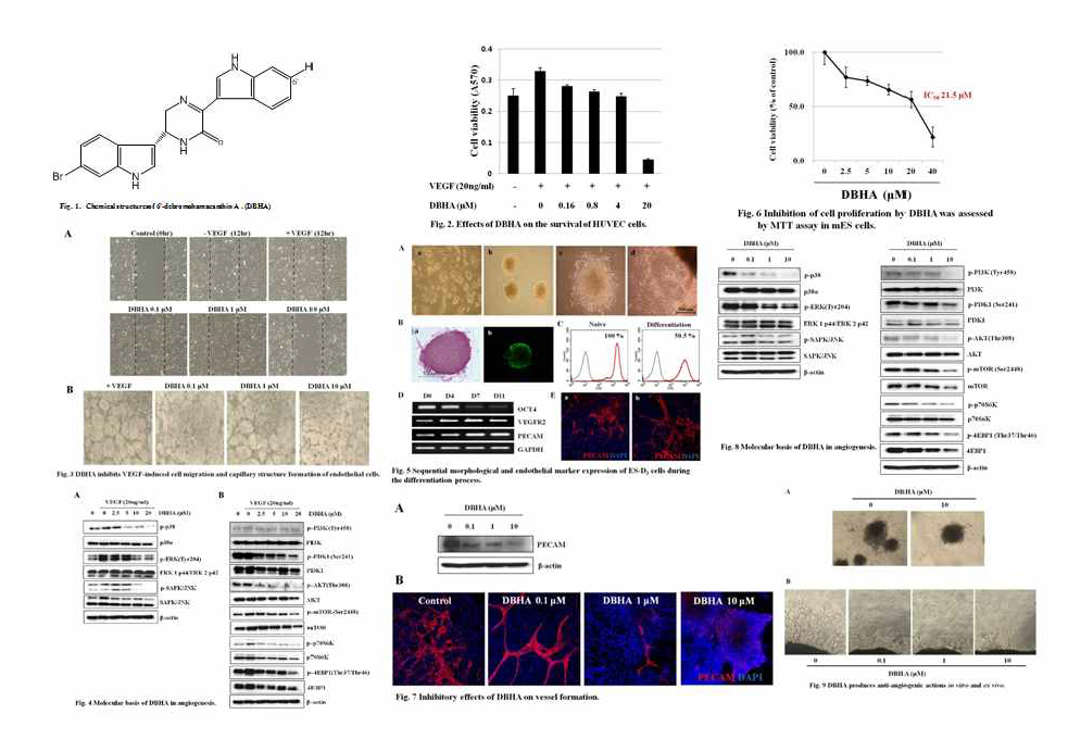 6’-Debromohamacanthin A, a bis(indole) alkaloid from the sponge Spongosorites sp., inhibits angiogenesis through the suppression of PI3K/AKT/mTOR signaling pathway in vitro and ex vivo