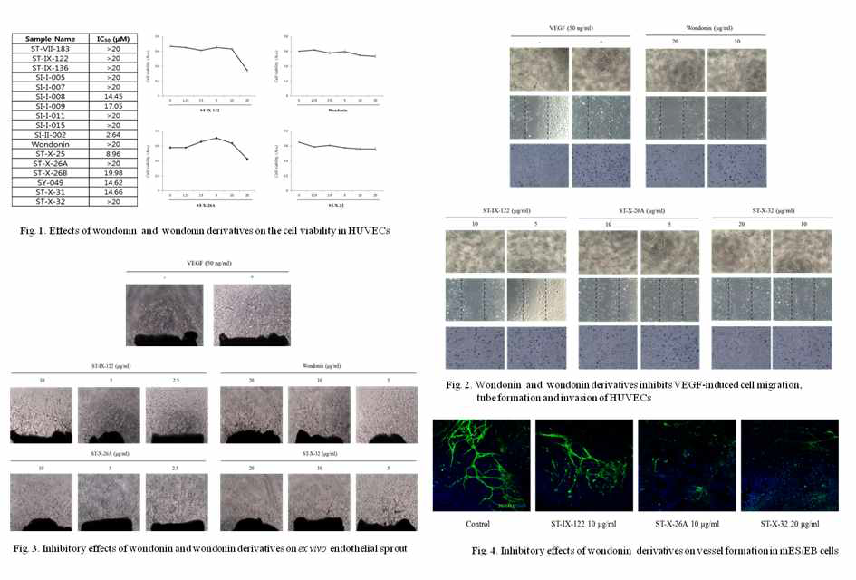 Anti-angiogenic activity of synthetic wondonin derivatives in human umbilical vascular endothelial cells and mES/EB-derived endothelial cells
