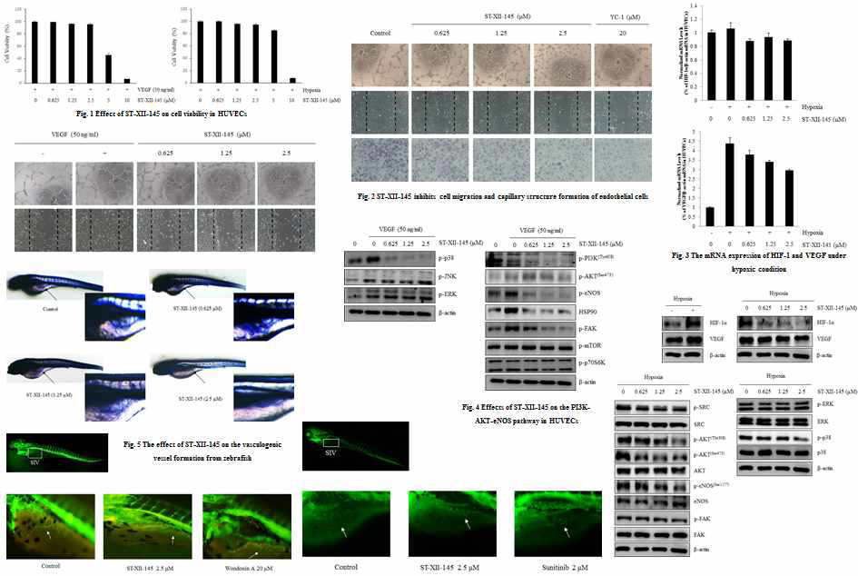 Anti-angiogenic activity of synthetic wondonin derivatives