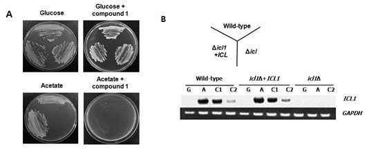 Inhibitory activity of cadiolide E against growth phenotypes and ICL mRNA expression of the wild-type and Δicl mutants.