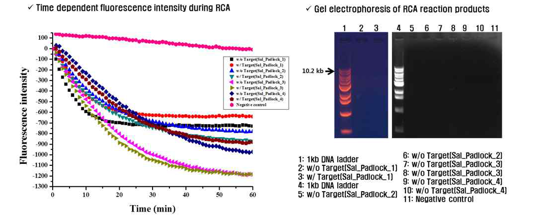 Target genomic DNA에 대한 RCA 기반 등온 핵산 증폭의 실시간 monitoring 및 gel electphoresis 분석 결과