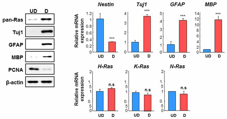 신경줄기세포 분화시 Ras 단백질 안정화가 단백질 수준임을 규명