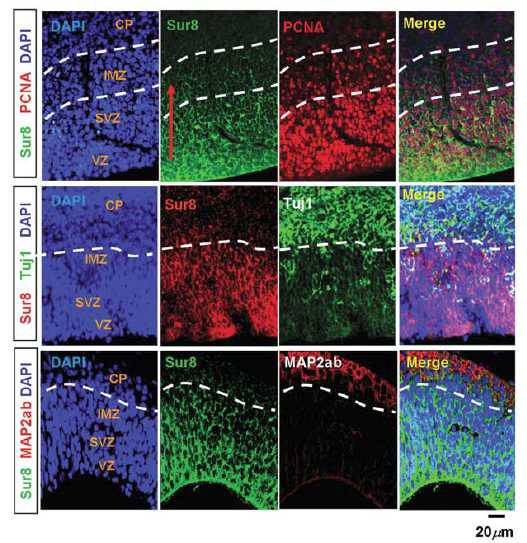 생쥐 배아 뇌에서 Sur8과 분화 표지인자와의 관계 확인