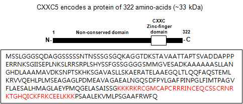 CXXC5의 단백질 서열