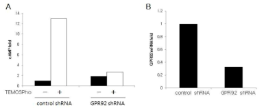 TEMOPSPho에 의한 cAMP의 증가(A) 및 GPR92의 발현 억제를 통한 효과(B)