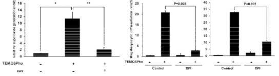 K562세포에서 TEMOSPho에 의한 활성산소의 생성과 Nox 저해제인 DPI에 의한 활성산소 생성 억제(A)와 CD41과 CD61의 발현 억제(B)