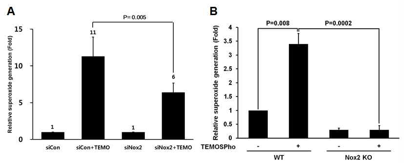 K562세포에서 Nox의 발현을 억제한 세포(A)와 Nox2 KO BM cell(B)에서 TEMOSPho의 자극에 의한 활성산소의 생성을 측정