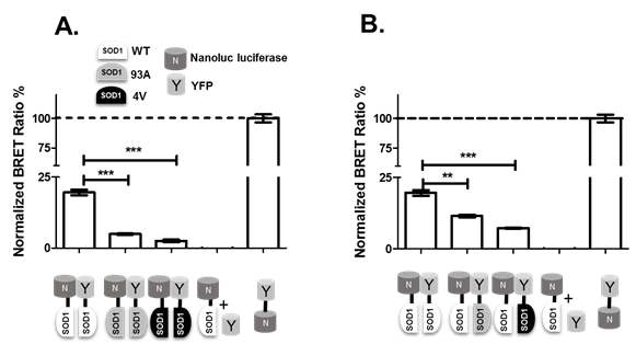 Nanoluc luciferase와 YFP가 부착된 SOD1에 대한 homo-BRET과 hetero-BRET의 비교.