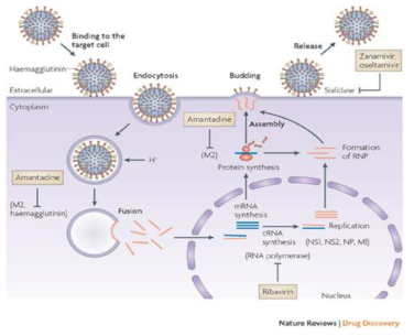 인플루엔자 바이러스의 복제 및 현 항인플루엔자 제제의 표적 (target)