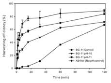 ABWW 배지에서 자란 C. protothecoides 증가된 자가응집현상