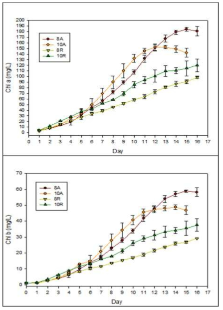 Change of chlorophyll amount of Chlorella vulgaris in autoclaved and raw livestock wastewater with dilution rate as 8 and 10. A: autoclaved, R: raw