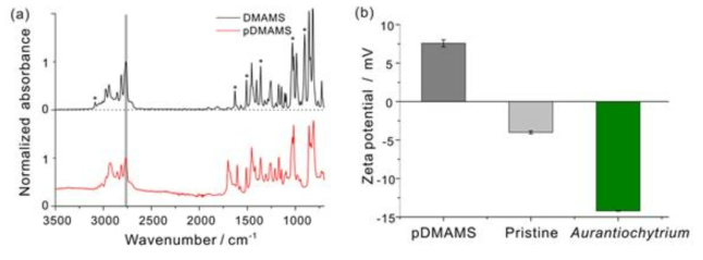 (a) DMAMS 단량체와(검은색) 멤브레인에 코팅된 pDMAMS의(빨간색) FT-IR spectra (b) Aurantiochytrium sp. KRS101 cell 과 pDMAMS 코팅/비코팅(pristine) 멤브레인 표면의 제타포텐셜