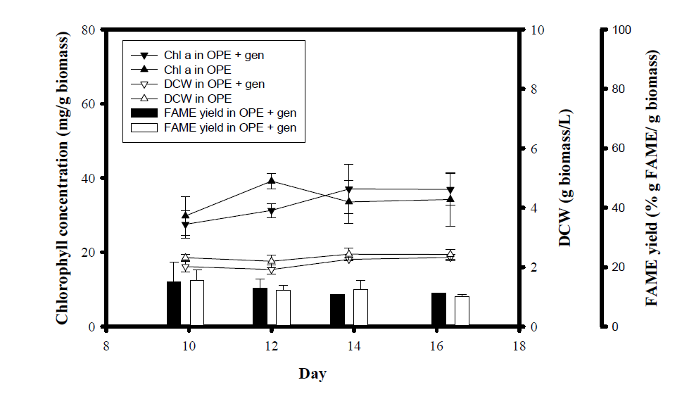 Axenic culture를 이용하여, OPE 배지 및 10 μg/ml gentamicin이 첨가된 OPE 배지에서 배양을 하였을 시 Stationary stage 이후 chlorophyll, DCW, 그리고 FAME 함량의 변화