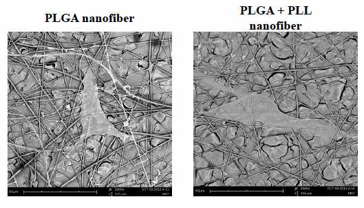 SEM image of hASC