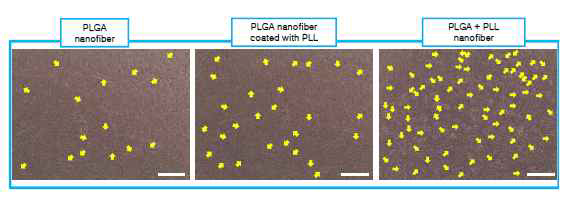 hASC cultured on PLGA fiber