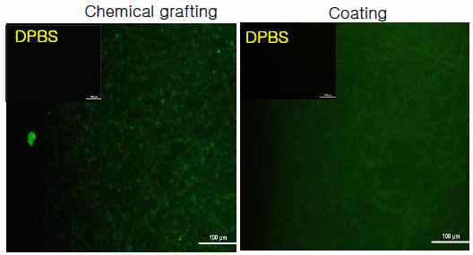 Chemical incorporation of PLL on nanofiber