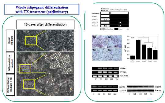 Inhibition of adipogenic differentiation