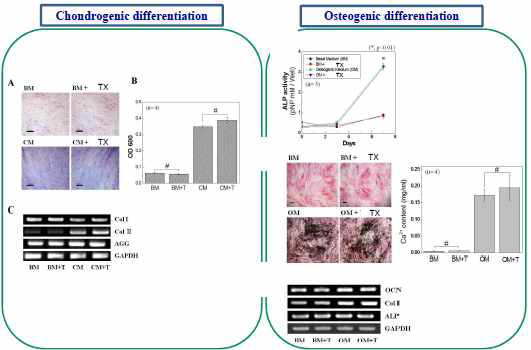 Chondrogenic & Osteogenic differentiation