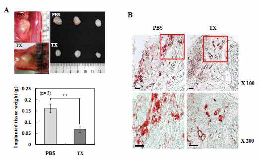 in vivo adipose tissue regeneration