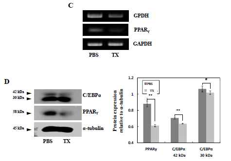 In vivo adipose tissue regeneration