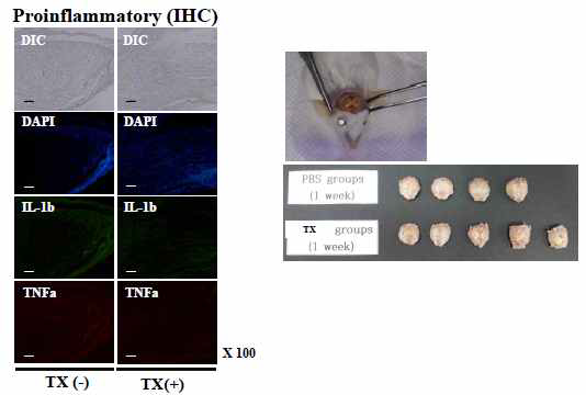 Inflammatory (Calvarial defect in vivo 1 weeks)