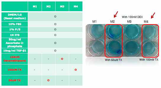 Test of chondrogenic differentiation media with DSM and Dexamethasone