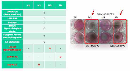 Test of osteogenesis differentiation media with DSM and Dexamethasone